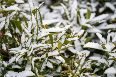 Close-up of frozen plant during winter