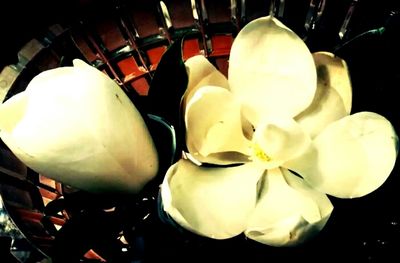 Close-up of white flowers