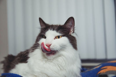 Close-up of cat looking away licking lips 