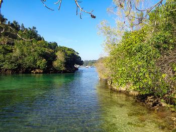 Scenic view of river amidst trees in forest against sky