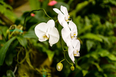 White flowers blooming outdoors