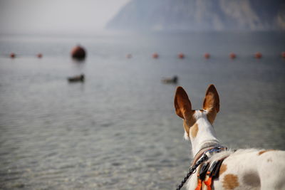 Close-up of dog by sea against sky