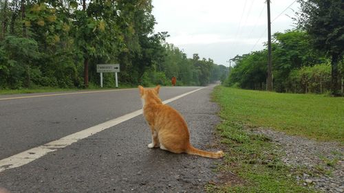 Cat sitting on road amidst trees against sky