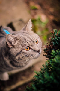 Close-up portrait of cat