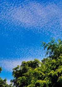 Low angle view of trees against blue sky