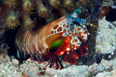 Close-up of fish swimming in sea