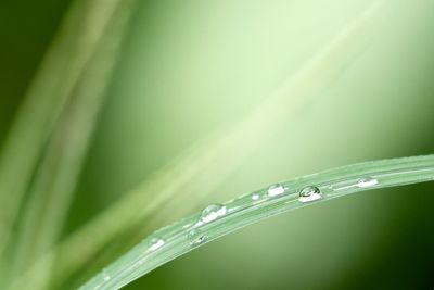 Close-up of water drops on blade of grass