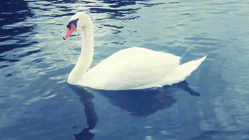 White swan in calm water