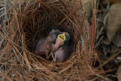 High angle view of duck in nest