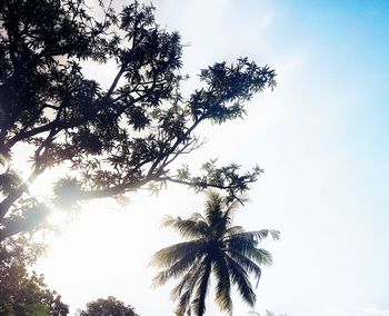 Low angle view of coconut palm tree against clear sky