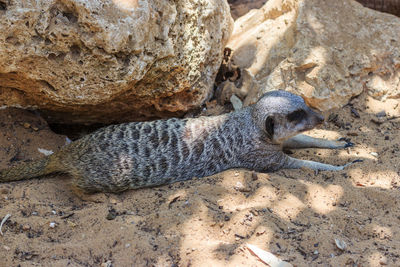 High angle view of meerkat sleeping on sand