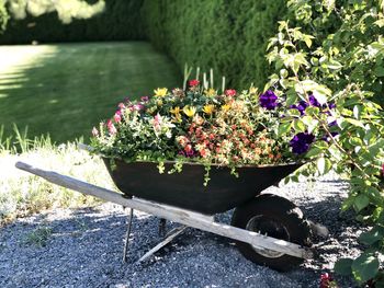 Potted plants in garden