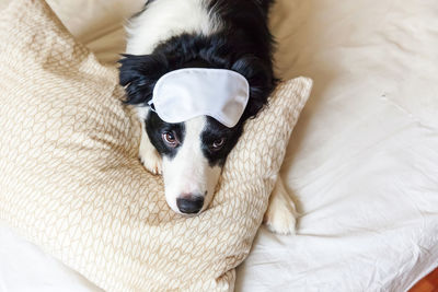 Puppy border collie with sleeping eye mask lay on pillow blanket in bed. dog at home sleeping