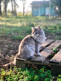 Cat sitting on grass