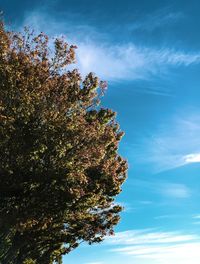 Low angle view of tree against blue sky