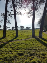 Trees on field against sky