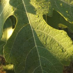 Close-up of leaf