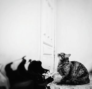 Cat relaxing against wall at home