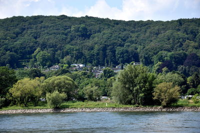 Scenic view of rhine in forest against sky