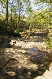 Stream amidst trees in forest