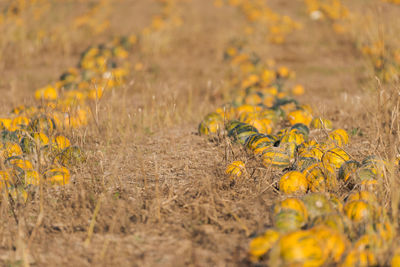 Close-up of yellow flowering plants on field