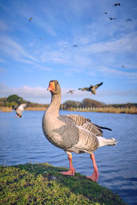Greylag goose at lake.