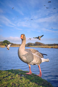 Seagull on a lake