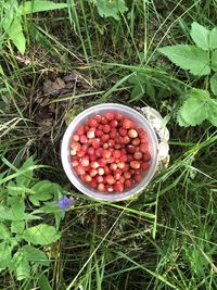 High angle view of fruits in bowl on field