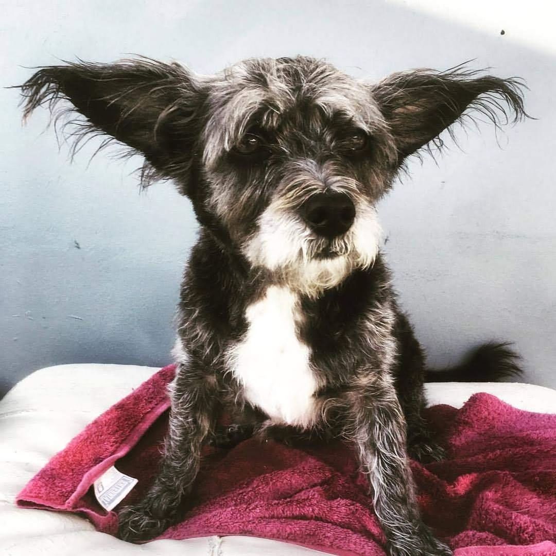 pets, domestic, one animal, domestic animals, mammal, dog, canine, vertebrate, portrait, looking at camera, indoors, no people, relaxation, furniture, bed, sitting, animal hair