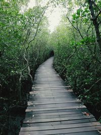 Boardwalk amidst trees in forest