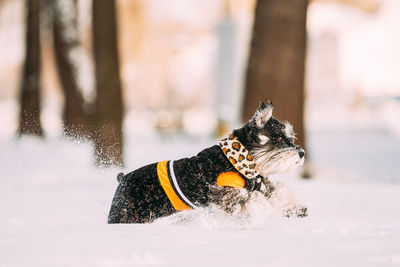 Dog running on snow