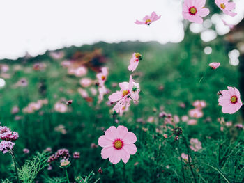 Close-up of pink flowering plants on field