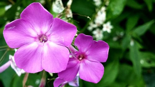 Close-up of pink flowers