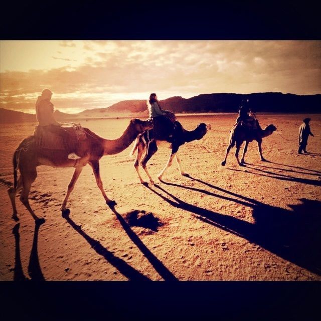 animal themes, horse, domestic animals, working animal, mammal, silhouette, sky, full length, two animals, livestock, sand, sunlight, shadow, three animals, standing, medium group of animals, herbivorous, walking, on the move, togetherness