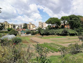 Plants growing on field by buildings against sky