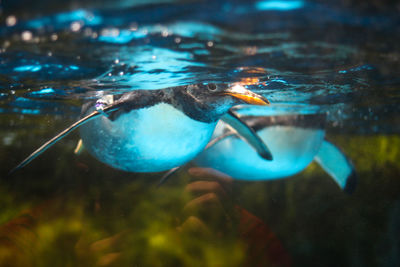 Close-up of duck swimming in lake