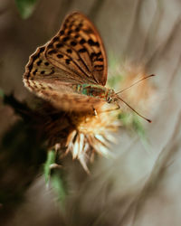 Close-up of butterfly on flower