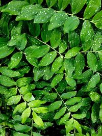 Full frame shot of raindrops on leaves