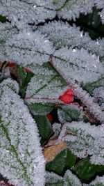 Close-up of frozen plants during winter