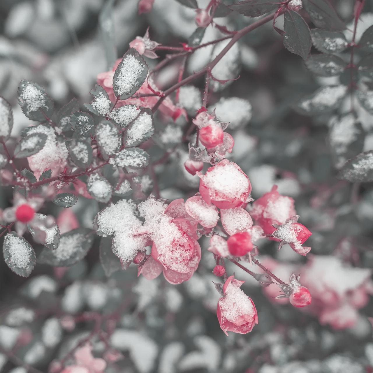 CLOSE-UP OF FROZEN PLANT