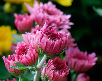 flowering plant