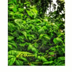 Close-up of spider web on plants