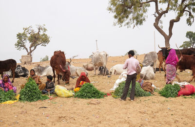 Women selling grass stalks to passers-by to feed cows, which their religion respects in pushkar