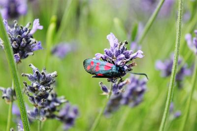 Close-up of insect on purple flowering plant