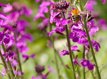 Close-up of bee on purple flowers