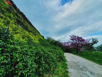 Scenic view of flowering plants by road against sky