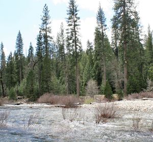 Scenic view of forest against sky