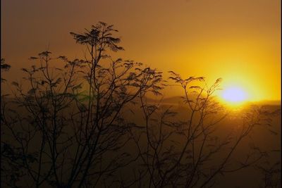 Sun shining through bare trees