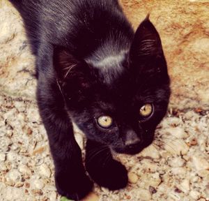 Close-up portrait of cat