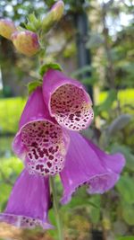 Close-up of pink orchid
